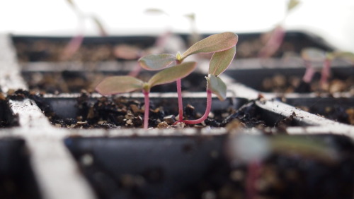 mothwhisperer:Seedlings!