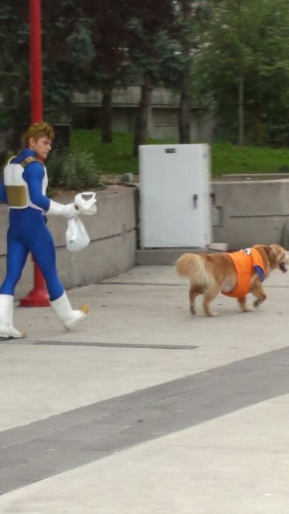 dannyshanahan:  I saw a dog dressed as Goku today. 