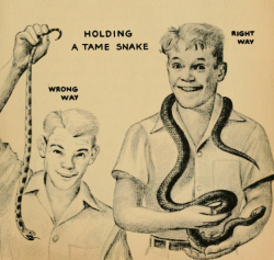 nemfrog: Right and wrong way to hold a tame snake. Snakes. 1949. 