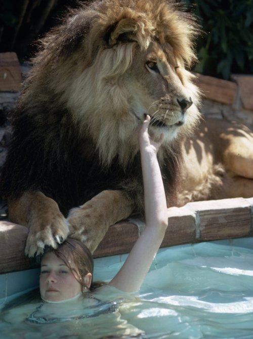 egocollatisviribus:  These photographs show Tippi Hedren — star of Alfred Hitchcock’s The Birds — with her husband, director Noel Marshall, and her daughter, actress Melanie Griffith, and their lion, Neil.  Hedren founded Roar Foundation and Shambala