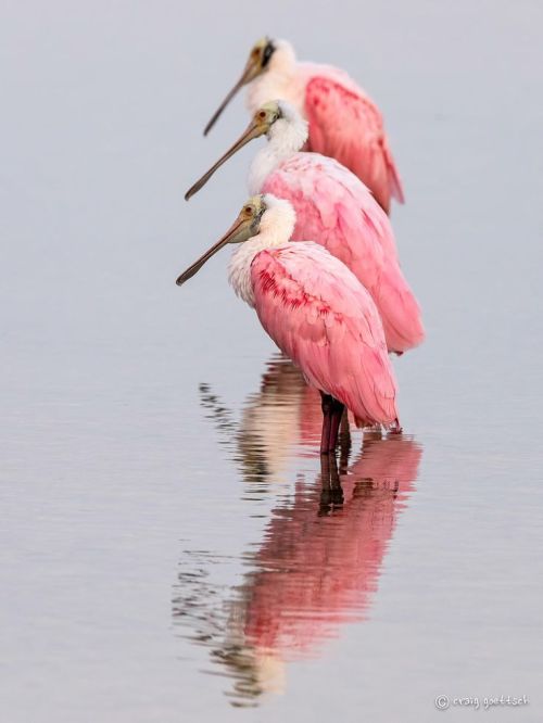 7stripes:
“ Three of a Kind by Craig Goettsch ”
Rosette spoonbill