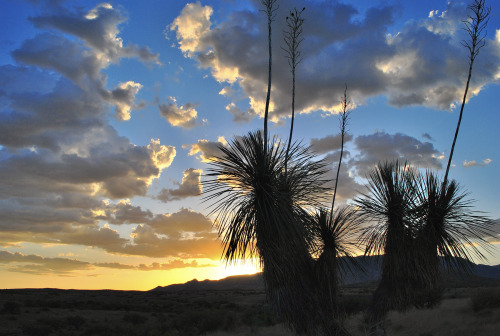 Sundown in the arid grassland near Mescal, Cochise County, Arizona.