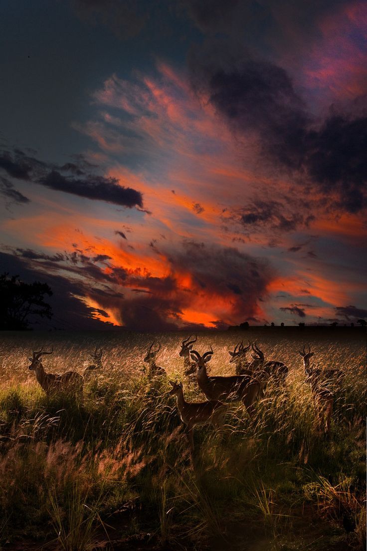 renamonkalou:  Watching the end  Sunga ~ Uganda