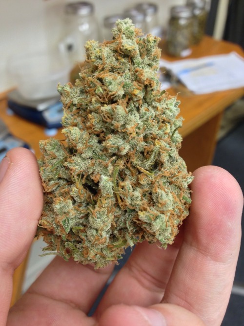 XXX notaxylophone:  5-gram nugget of Jack Herer photo