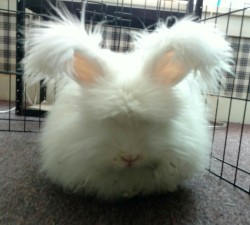 bunnyshaming:When a cloud disapproves of you.