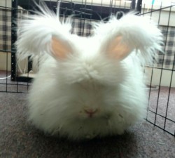 Bunnyshaming:when A Cloud Disapproves Of You.