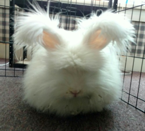 Sex bunnyshaming:When a cloud disapproves of pictures