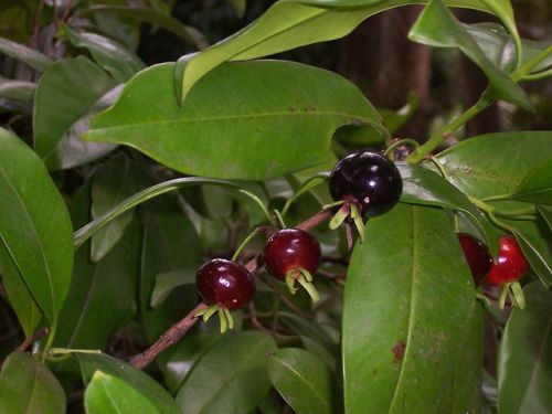 Eugenia brasiliensis Grumichama, Brazil Cherry(via)