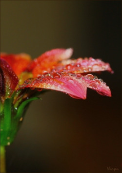 wowtastic-nature:💙 Drops.. by Nurşen