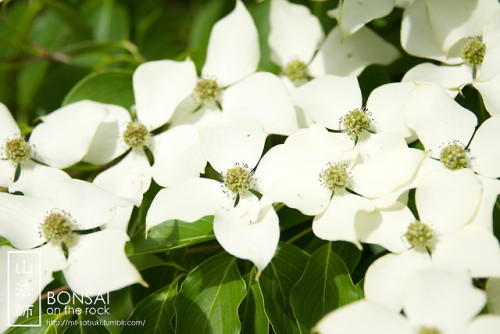 mt-satsuki - 山法師（ヤマボウシ）Kousa dogwood (Japanese...