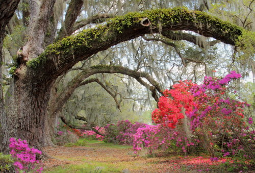 Charleston Magnolia Gardens
