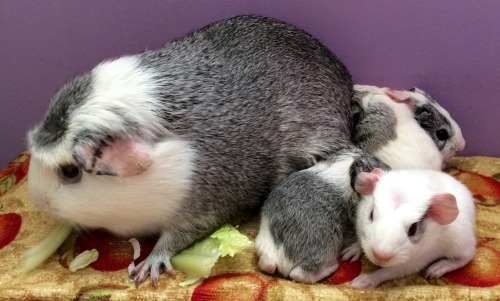 cherishedcavies: Birth Announcement . Bella had her babies today. Four beautiful little pigs. Three 