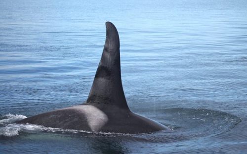 northernresidentorcas:Blackney by Seasmoke Whale Watching