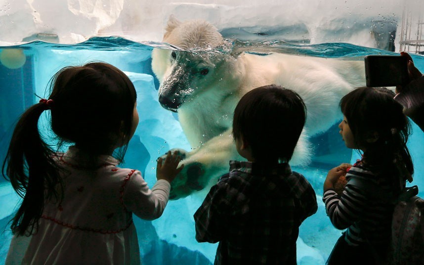 theanimalblog:  A polar bear interacts with children through the glass at Ueno Zoo