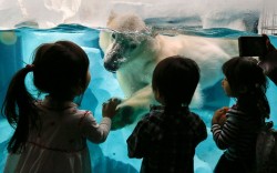 theanimalblog:  A polar bear interacts with