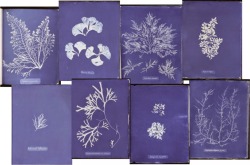 flowerfield:Wowowowow thank you Google for introducing me to Anna Atkins’ beautiful sun prints!!!