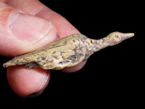 historyarchaeologyartefacts: This small carving of a water bird was created 33,000 years ago. The sc