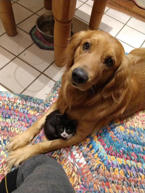 cutepetsuwu: Brutus the mama dog taking care of one of his kittens while I reheat tamales.