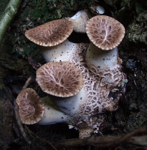 Dryad’s saddle - Polyporus squamosus - is a humungous summer fungus. More at http://wild-e-eep.blogs