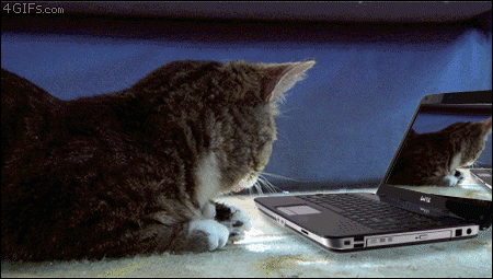 catsdogsblog:  More GIFs http://catsdogsblog.tumblr.com/