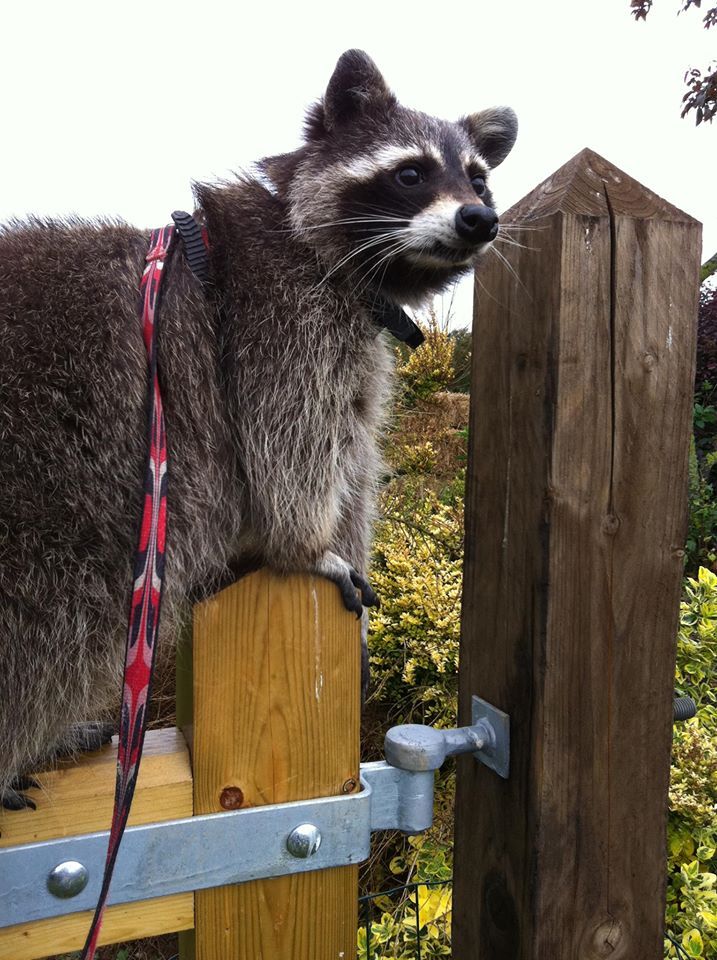 catsbeaversandducks:  October 1st is International Raccoon Appreciation Day and to