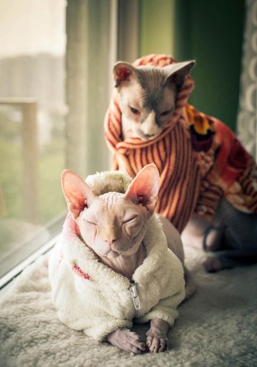 pineapplemachine: pineapplemachine:  Psa! Wtf is wrong with people who dont like hairless cats. They can wear sweater cuz They. Are. Nakey. GOBLINSSSS!!!  I bring u proof 