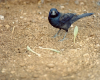 sexhaver:obsessed with this picture of a grackle from wikipedia
