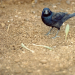 sexhaver:obsessed with this picture of a grackle from wikipedia