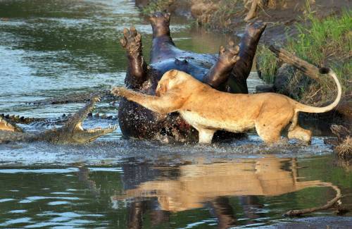 XXX thepredatorblog:  A lioness fights with crocodiles photo