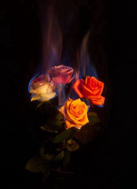 Roses In A Vase Burning  Stock Video  Motion Array