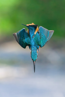 drxgonfly:  blue Arrow (by Stefano Pretti)