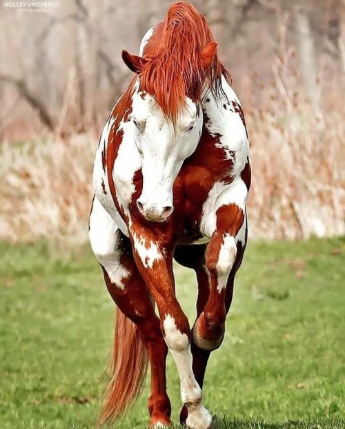 A awesome horse .  