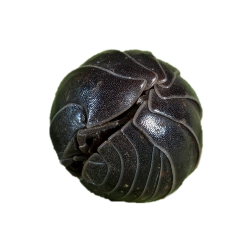 Roly Poly, Pill Bug, Isopod Collection For My Boyfriend Since They Are His Fav Kind Of Tiny Creatures