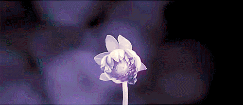 https://64.media.tumblr.com/637e005655f046cee371f4443f3435fd/tumblr_phdbe5FfON1wm1y47o1_500.gifv