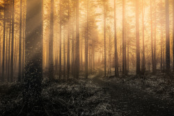 itsallaboutdreams:   Monochromic Forest by