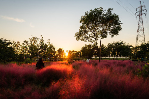 Pink muhly grass at sunset, Jamwon Hangang Park, Seoul.