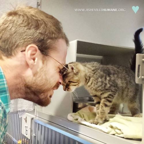 petermorwood:putyouinabettermood:I adopted a kitten last week, and the shelter got a picture of our 
