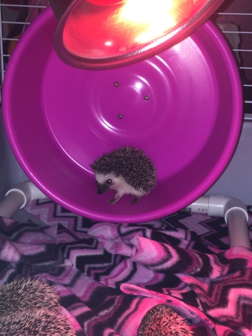 Porn e-vay:  amelialeeannrose:My hedgehogs ❤️ photos