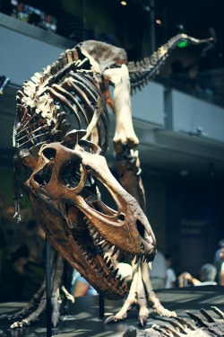 squeeforscience:  From the Los Angeles Natural History Museum. 