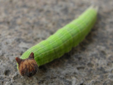 XXX odditiesoflife:  The “Hello Kitty” Caterpillar photo