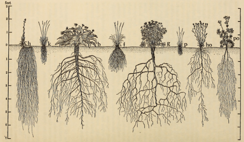 nemfrog:  “Schematic bisect showing the root and stem relations of important prairie plants.&l