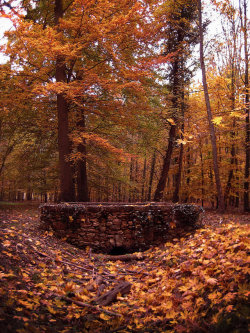 “It must be October, the trees are full