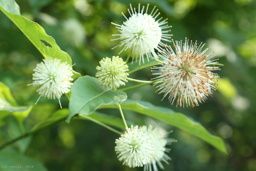 vandaliatraveler:Appalachian Summer, 2018, Volume Eight: Common Buttonbush. As Appalachia’s butterfl