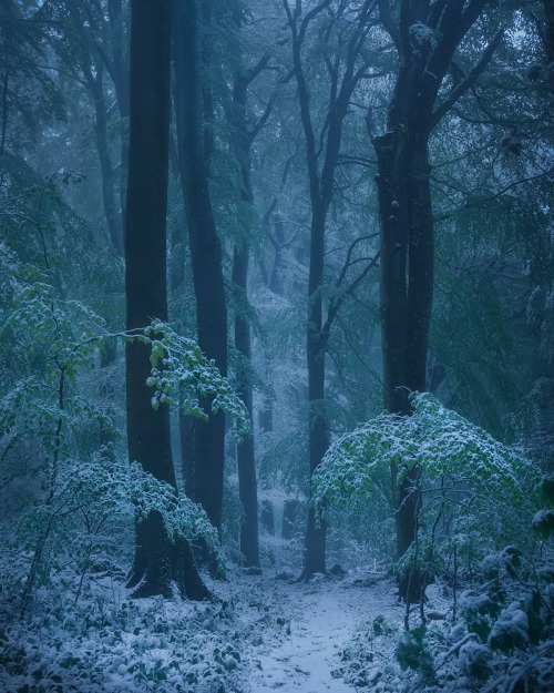 throughwinterfields:  Gijs de Reijke