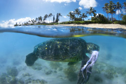 lifeunderthewaves:  Turtle Snack by SeanDaveyPhoto A split level view of a Hawaiian Sea Turtle just after it grabbed a octopus. This is the first time, I’ve ever seen a turtle eat anything but vegetation. 