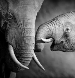 prettypachyderms:  So beautiful.