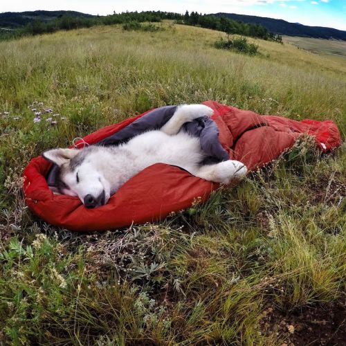 boredpanda:    I Take My Wolfdog On Epic Adventures Because I Hate To See Dogs Locked Away   