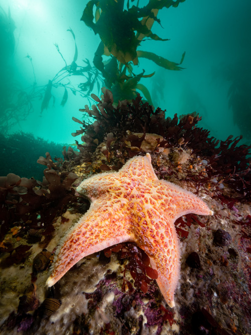 montereybayaquarium:A leather star Dermasterias imbricata patrols the reef off the back deck of the 