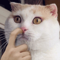 Los gifs de gatos le dan vida a tumblr.