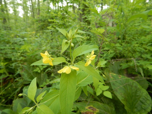  Lysimachia ciliata Perhaps thought of being the most wide spread species even above lanceolata but 